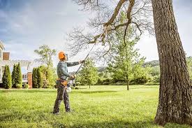 Best Tree Disease Treatment  in Tyler, TX