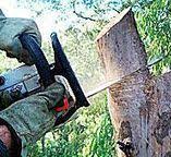 How Our Tree Care Process Works  in  Tyler, TX