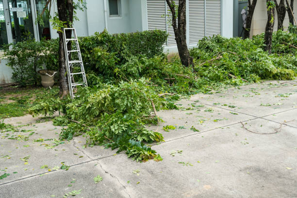 Best Tree and Shrub Care  in Tyler, TX