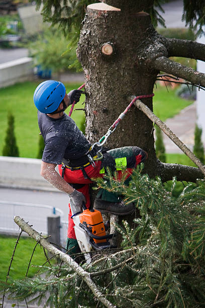 Professional Tree Removal in Tyler, TX