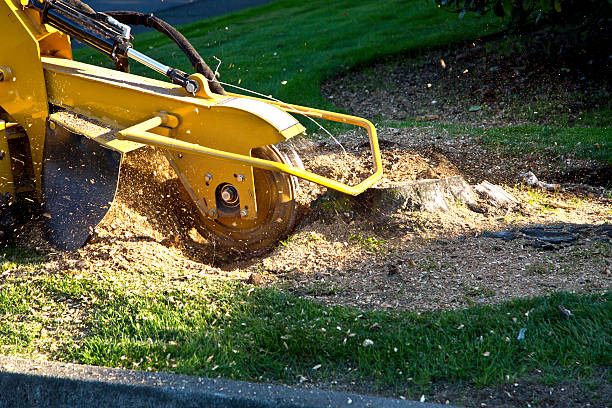 Best Lawn Watering Services  in Tyler, TX